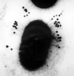 lactobacillar bacteriophage (bovine milk) lactobacillar bacteriophage (bovine milk)